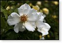 rode rozen roos rosa flora natuur bloem bloemen cultivars cultivar fleurop rosaceae tuin rozentuin valentijn valentijsdag romantiek liefde merci